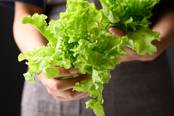 Organic green oak lettuce holding by hand, Fresh vegetable, Healthy eating