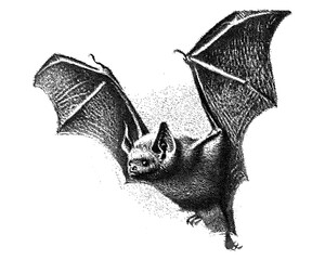 Vector illustration of bat with vintage stipple photocopy effect, retro grainy texture, collage element for grunge psychedelic poster, surreal 90s aesthetic, tattoo inspiration, alternative culture.