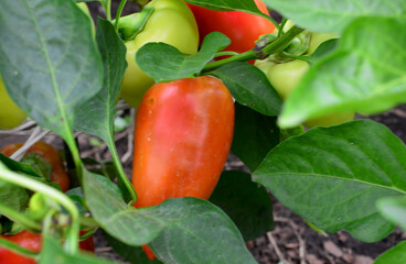 Red Pepper with some green peppers Growing on a Plant in a Garden