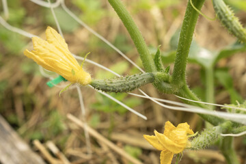 Small green cucumbers ripen on a branch with yellow flowers