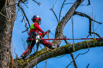 Arborist trimming a tree crown using mountaineering techniques.