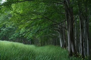 Obraz premium Serene natural forest scene with tall trees and lush green grass under a canopy of dense leaves in peaceful woodland