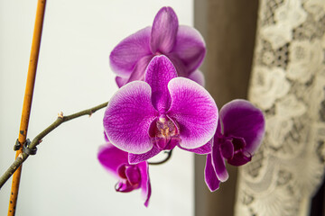 Obraz premium Doritenopsis orchid on windowsill. Pink indoor orchid flowers