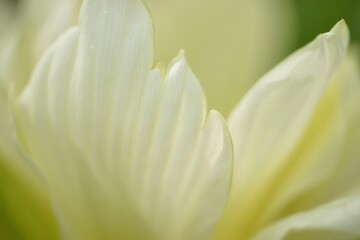 Fototapeta premium Close-up view of soft white flower petals with gentle light and delicate textures creating a peaceful and calming atmosphere