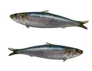 Realistic Sardine isolated on white