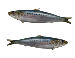 Realistic Sardine isolated on white