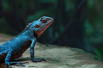 Girgit an Indian garden lizard, common garden lizard Oriental garden lizard Calotes versicolor