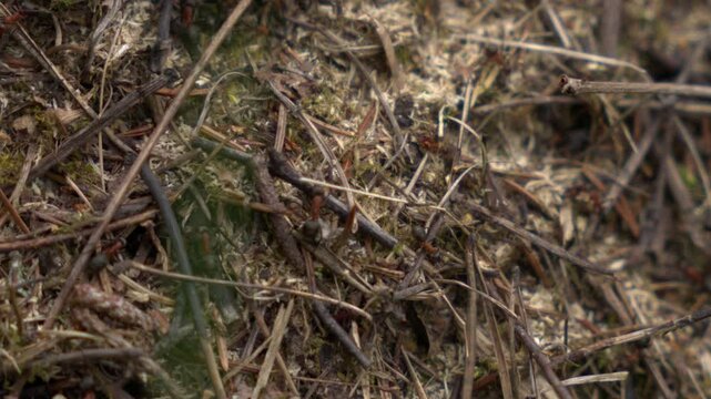large ants in slow motion . close-up