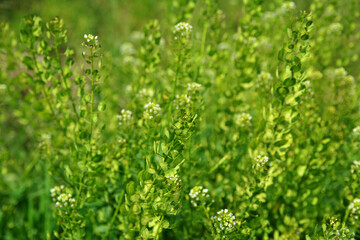 In nature, Thlaspi arvense grows among wild grasses