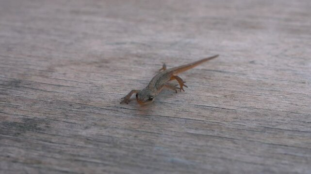 A baby lizard crawls towards the camera on a wooden board