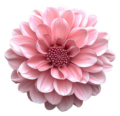 Fototapeta premium Isolated Pink Dahlia Bloom on a Transparent PNG Image