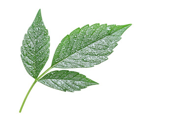 Dewy Emerald Leaf on Dark Backdrop A Study in Nature s Detail Freshness and Transience of on transparent background