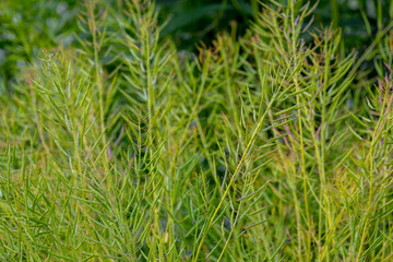 Green fruit of Brassica napus is a silique, long, narrow pod, cylindrical and linear, Rapeseed, Oilseed rape, White mustard (Sinapis alba) An annual plant of the family Brassicaceae, Nature background