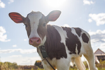 A young calf stands inquisitively in a lush green field, with the warm sunlight illuminating its soft fur against a backdrop of fluffy clouds