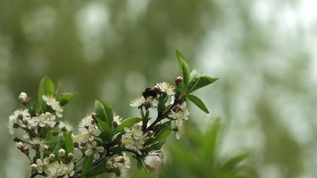 A bumblebee pollinates a cherry blossom. slow motion
