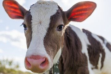 A gentle cow stands close, bright sunlight accentuating its features as it explores the lush surroundings at dusk on a serene farm