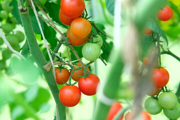 Fresh green and red tomatoes growing and ripening on a vine. Close-up view of tomato plant with juicy tomato cluster. Homegrown healthy food. Gardening, control examining harvesting of organic produce