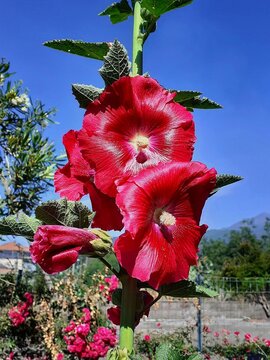Fiore di malvarosa baciato dal sole.