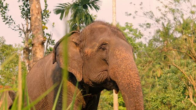 Wild Asian elephants roaming through the dense jungle of Sri Lanka.