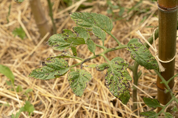 Tomato plant infected by Alternaria solani bacterium