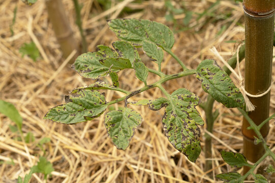Tomato plant infected by Alternaria solani bacterium