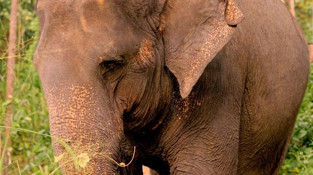 Intimate close-up footage of Asian elephants in the dense jungle of Sri Lanka during sunset.