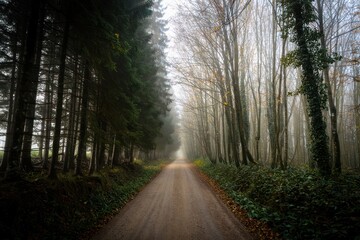 Fototapeta premium Foggy dirt road stretching through dense forest with tall evergreen and deciduous trees on either side, evoking a quiet and mysterious atmosphere
