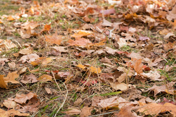 Autumn season, cold weather, orange tree, maple leaf at Mot-Tremblant, Quebec