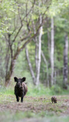 Fototapeta premium Female Wild boar 
