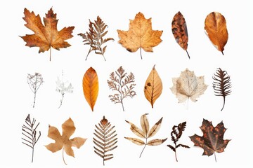 Macro Wonders of Nature Poster