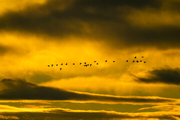 朝焼けの中の雁の飛翔