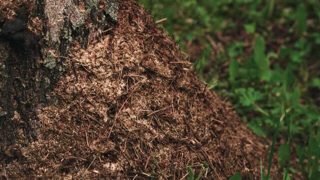 a large anthill in slow motion. close-up