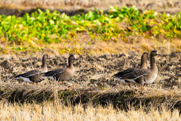 カリガネとマガン