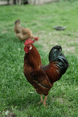 A regal brown rooster with a vibrant red comb and wattles stands prominently in green grass.