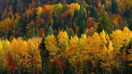 Dense forest landscape showcasing vibrant autumn foliage with a mix of yellow, red, orange, and green trees under natural daylight
