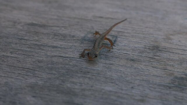 A baby lizard crawls towards the camera on a wooden board