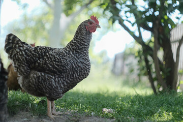 A Stunningly Beautiful Chicken Standing Proudly in a Lush, Vibrant Green Yard Full of Life