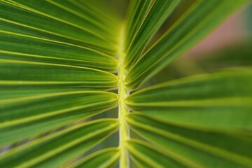Close-up of vibrant green palm leaf with detailed veins and natural lighting highlighting texture and symmetry