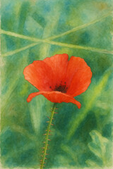 Red Poppy Flower &ndash; Watercolor Effect Based on Original Photograph