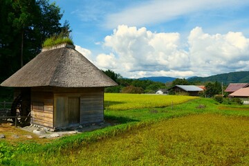 実りの秋。遠野、岩手、日本。9月中旬。 © 義美 前田