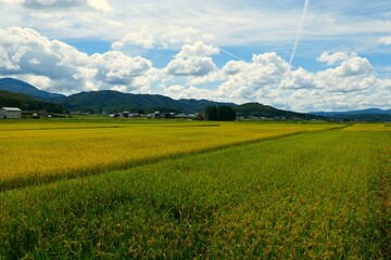 実りの秋。遠野、岩手、日本。9月中旬。