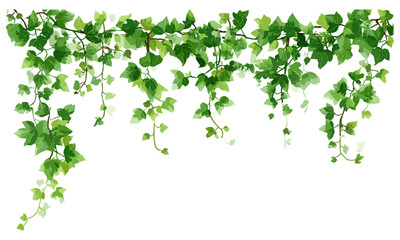 Green climbing ivy plant isolated on white background, Hedera vine botanical design element, crawling ivy creeper, vector illustration, nature border, hanging vines, houseplant decor, garden design.