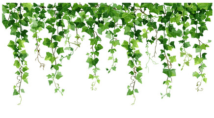 Hedera ivy plant, climbing vine isolated on white, vector illustration, botanical design element, green hanging ivy creeper, nature decor, garden border, houseplant design. © aura studio