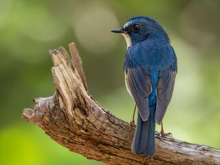 森の中で周りを見渡しているルリビタキの雄の繊細で美しい羽毛の様子のクローズアップ