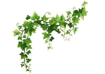 Green ivy creeper branch, Hedera vine botanical element, wall climbing ivy plant, vector illustration of hanging plant isolated on white background, nature design, climbing greenery, lush ivy.