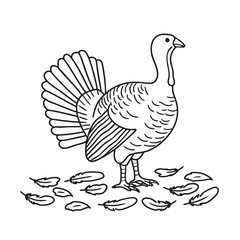 Fototapeta premium A turkey with feathers scattered nearby