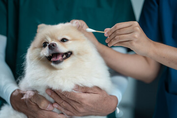 Veterinarians and assistants carefully examine and clean a dog's ears in a clinic, ensuring health,...