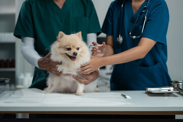 Veterinarians and assistants provide vaccinations and health checkups for dogs, delivering expert...