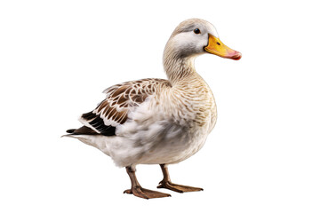 Obraz premium Duck (JPG 300Dpi 10800x7200)