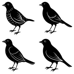 Four black bird silhouettes in various poses standing on a white background in vector format art